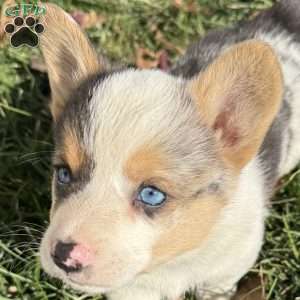 Connor, Pembroke Welsh Corgi Puppy